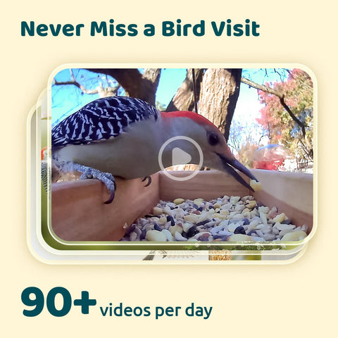 NETVUE alerts notify you instantly when birds arrive at the feeder