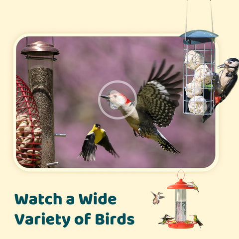 Pole, post, or wall mounting options for NETVUE Birdfy