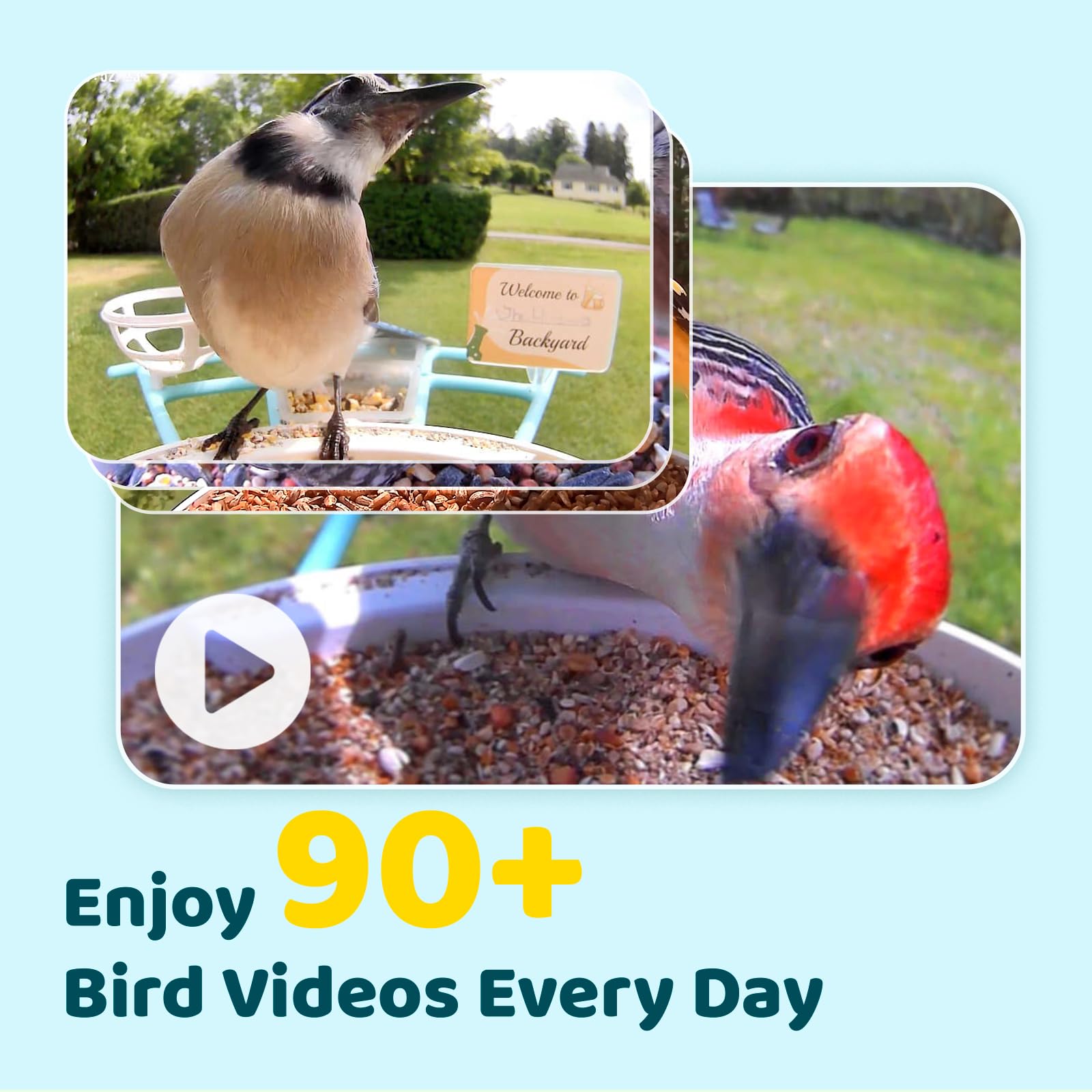 NETVUE Birdfy Pro 1080p night vision shows birds clearly after dark.