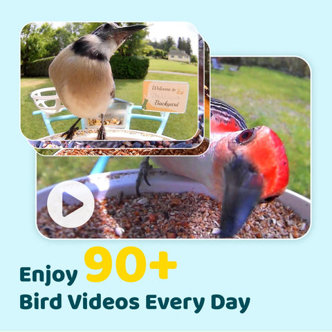NETVUE Birdfy Pro 1080p night vision shows birds clearly after dark.