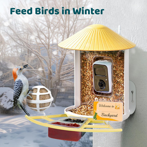 NETVUE Birdfy Pro Perch jelly feeder used with fruit to attract Orioles.