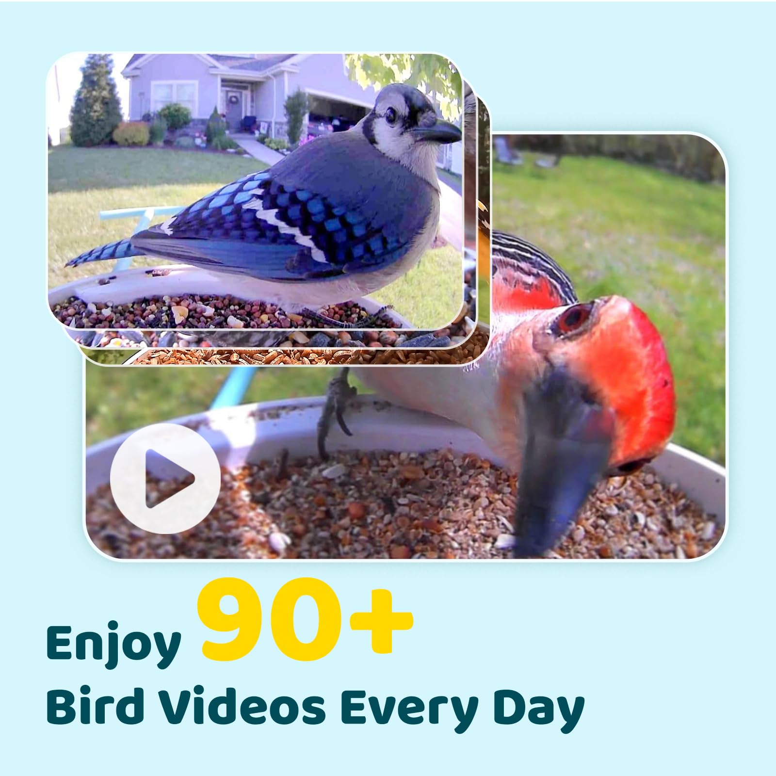 NETVUE Birdfy AI ID display demonstrates species identification capability