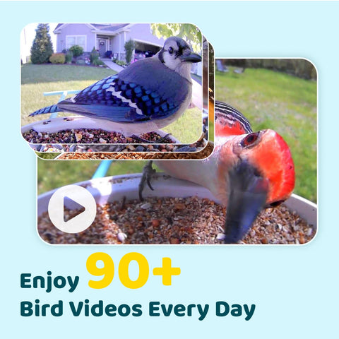 NETVUE Birdfy AI ID display demonstrates species identification capability