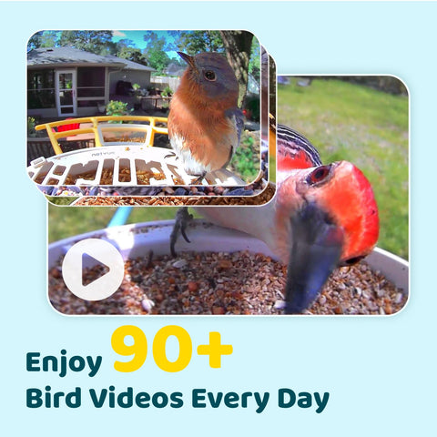 NETVUE Birdfy solar panel powers continuous backyard watching.