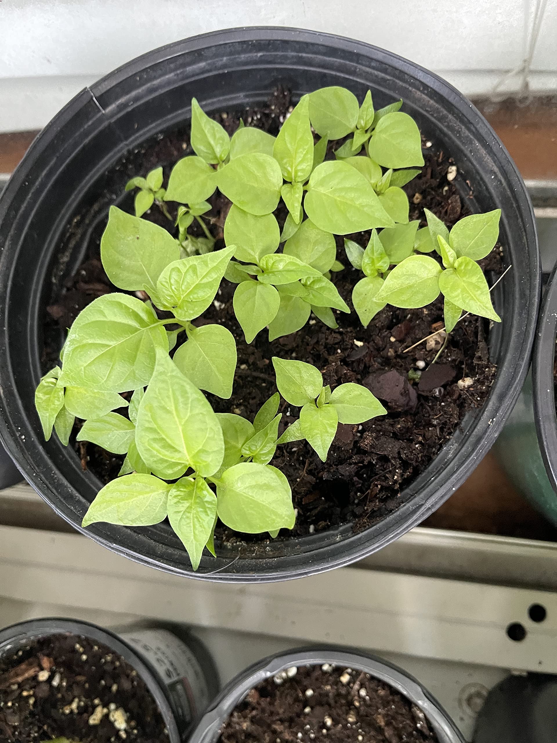 Neutral soil supports steady growth of Aji Gustoso peppers.