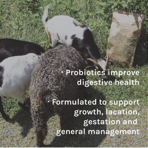 Close-up of organic grains used in New Country Organics Goat Feed for high-quality nutrition.