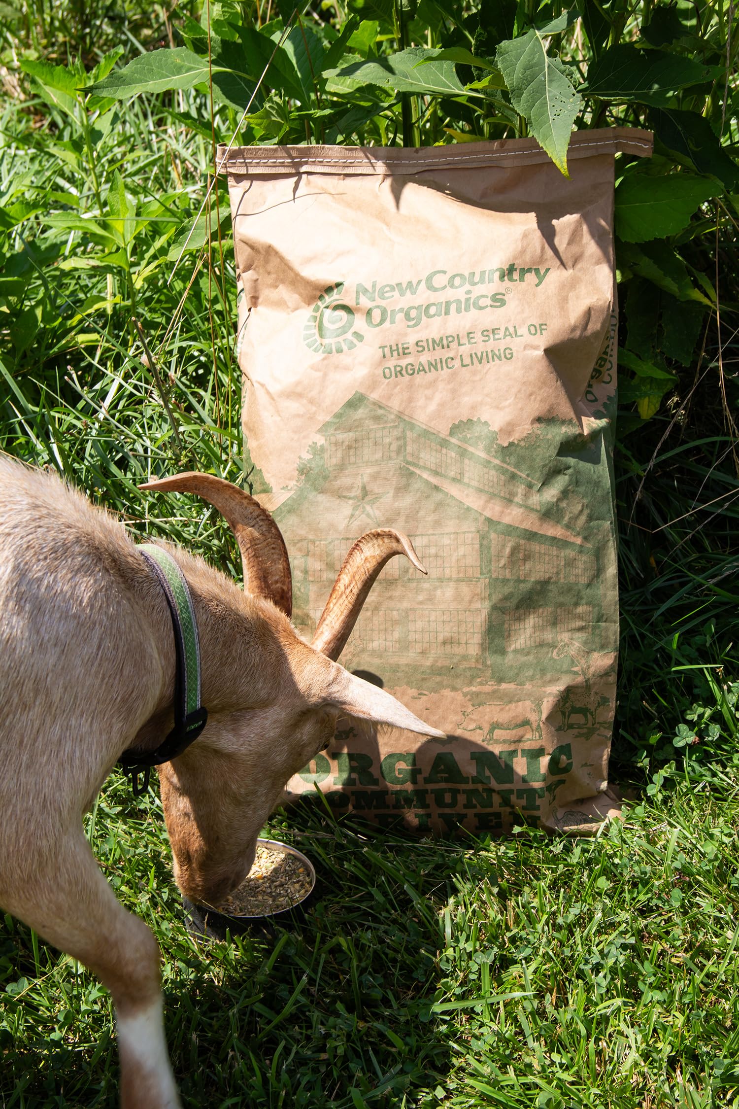 Goats grazing near the New Country Organics feed bag in pasture, showcasing all-stage nutrition.