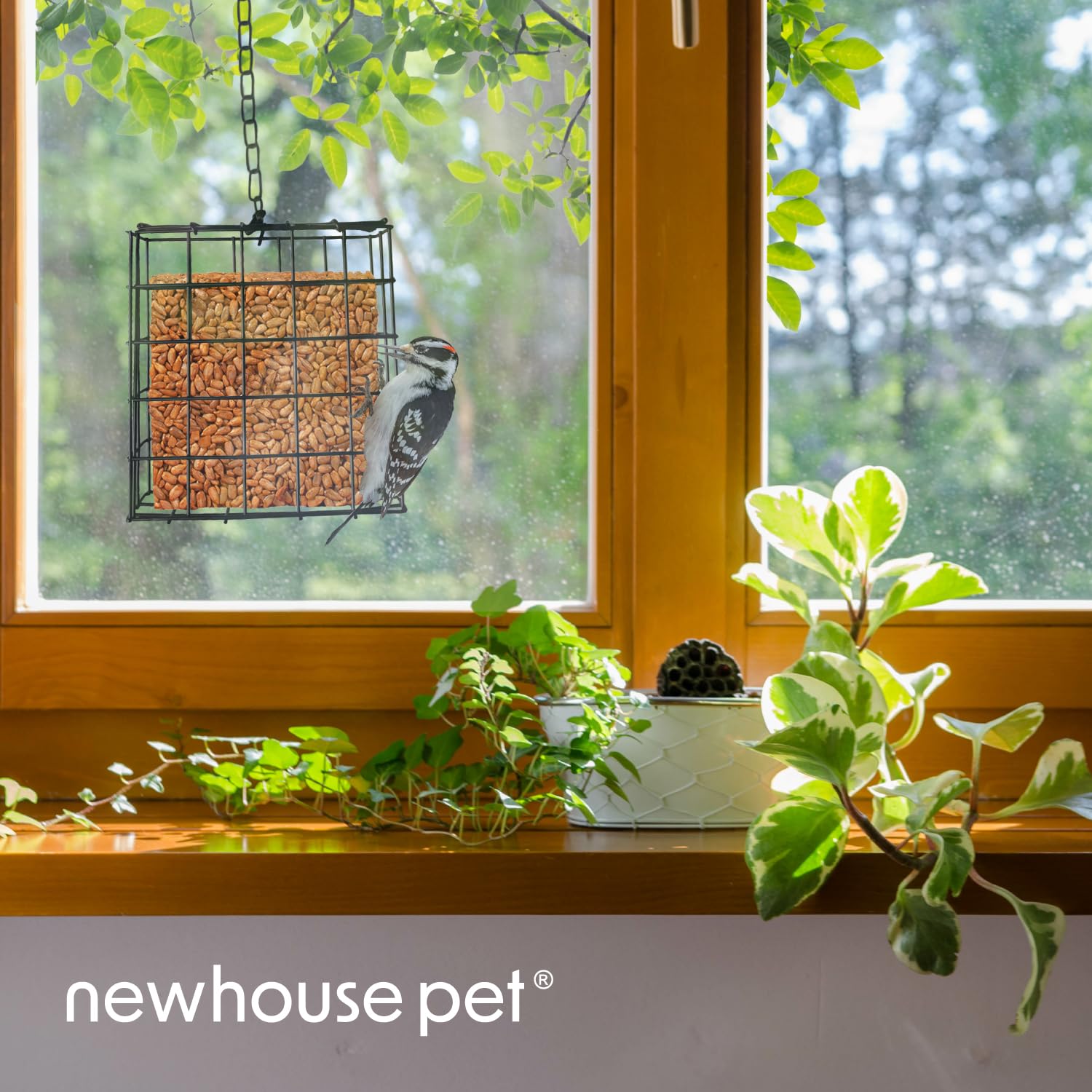 Newhouse Pet attracts jays and woodpeckers for lively backyard viewing.