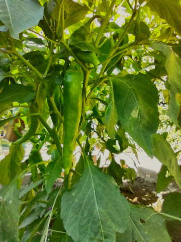 NewMexicoSeed Big Jim peppers drying into flavorful red chile powder