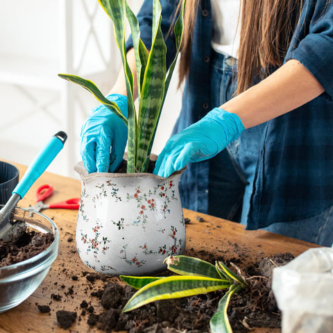Newtay gift-ready ceramic planter blends vintage charm with practical use.