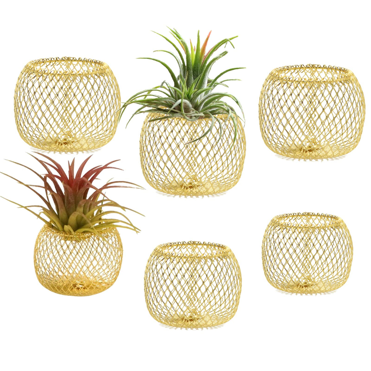 Newwe gold air plant holders six-pack in two sizes for versatile display.