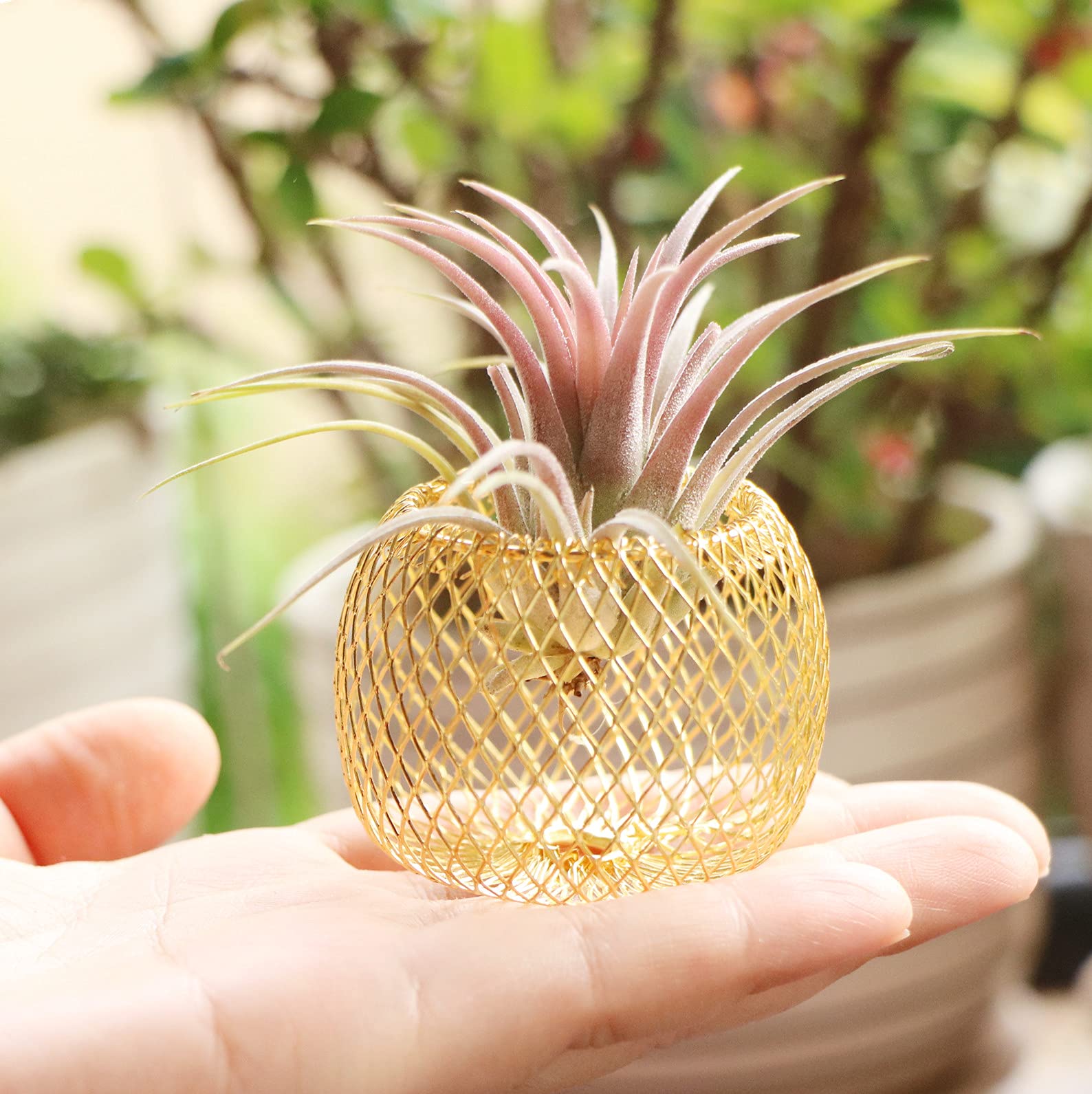 Newwe ventilated air plant holder design promotes airflow and longevity.