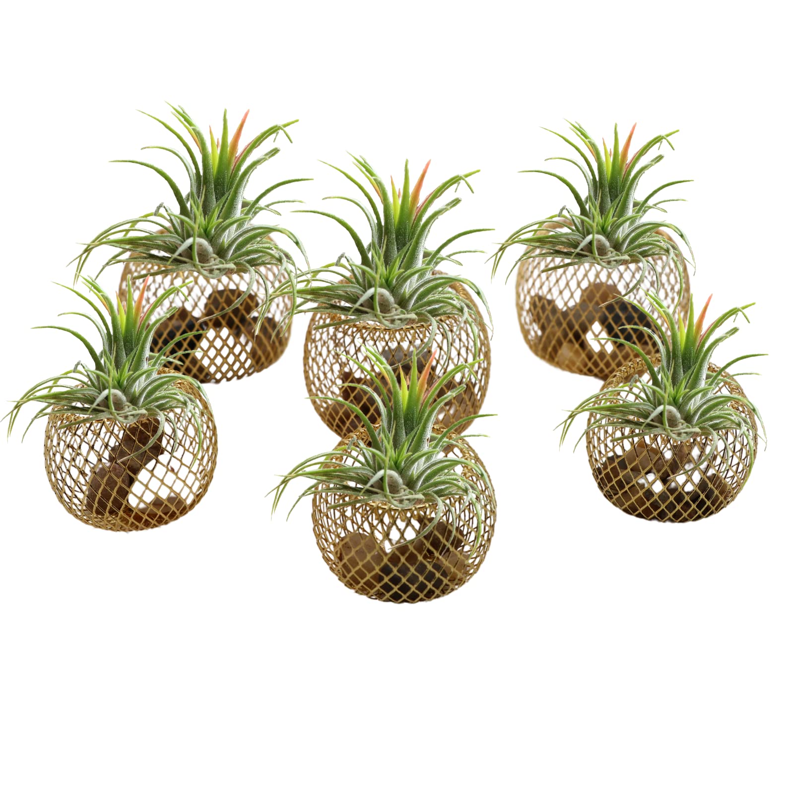 Newwe wall-mount air plant holder decor adds modern flair to living spaces.