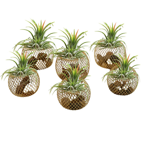 Newwe wall-mount air plant holder decor adds modern flair to living spaces.