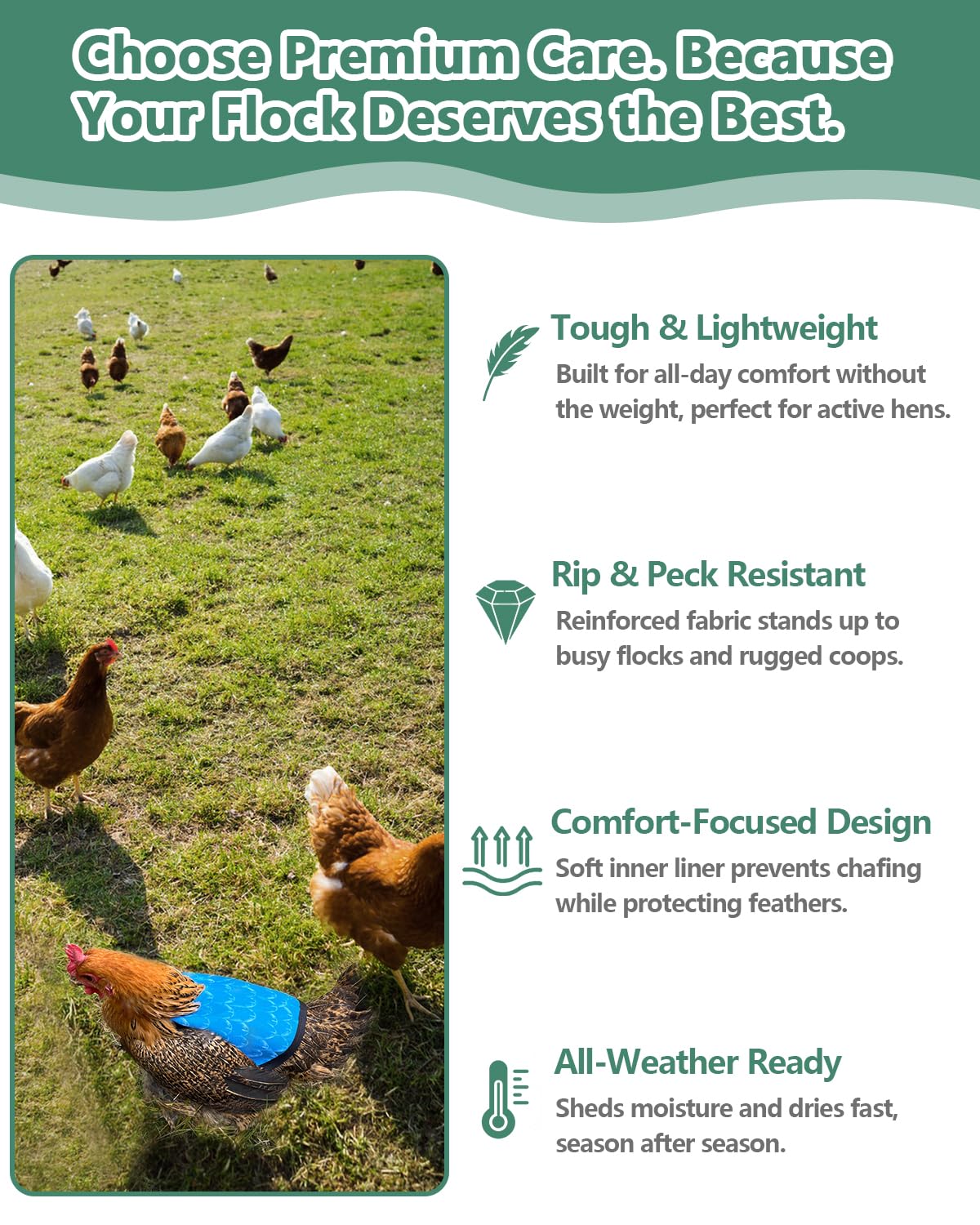 NHWNHW chicken saddle promotes flock harmony by protecting recovering hens.