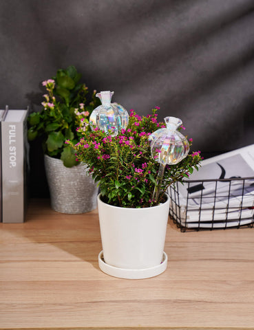 NiHome large iridescent cactus watering bulb ensures even soil moisture.