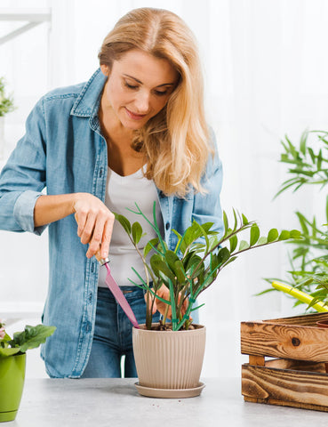 NiHome complete stake system supports Monstera and pothos growth vertically.