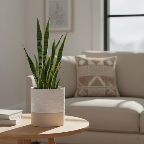 Nihow self-watering pot kitchen herbs on a windowsill with stylish ceramic design