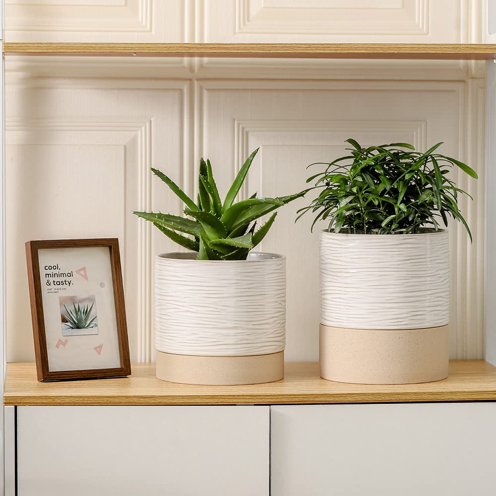 Nihow self-watering pot pairs with orchids and succulents for easy care