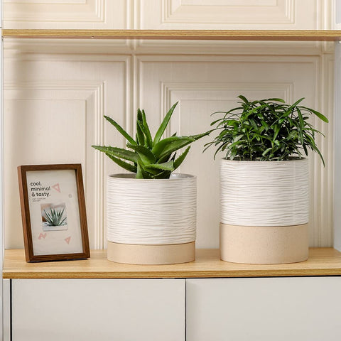 Nihow self-watering pot pairs with orchids and succulents for easy care