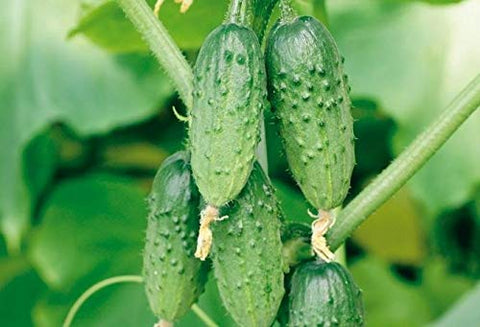 NIKA SEEDS 20 seeds per pack ready for quick planting