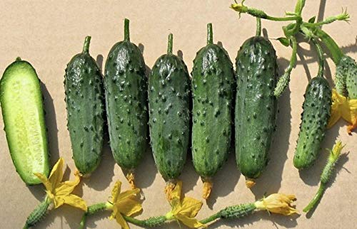 NIKA SEEDS All-season growth tips for cucumbers