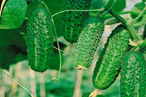 NIKA SEEDS Container garden cucumber vine with healthy green leaves