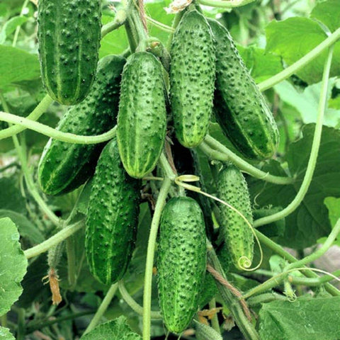 NIKA SEEDS Gherkin cucumber fruit 1.5–2 inches ideal for crisp pickling