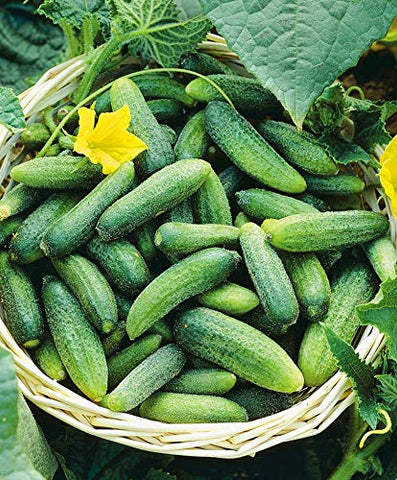 NIKA SEEDS High germination guarantee for reliable sprouting
