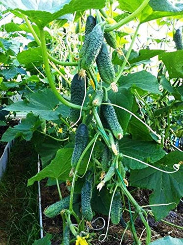 NIKA SEEDS indoor cucumber Close Family F1 plant thriving in a pot for container gardening