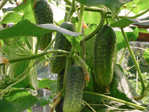 NIKA SEEDS Non-GMO seeds ensuring trusted quality