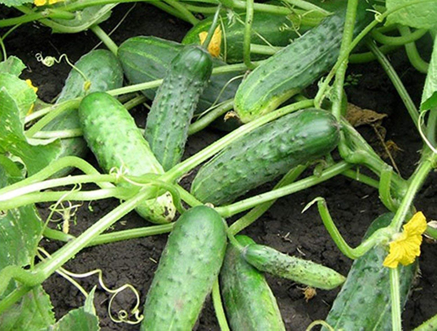 NIKA SEEDS Pickling cucumber harvested at 1 inch for crisp crunch