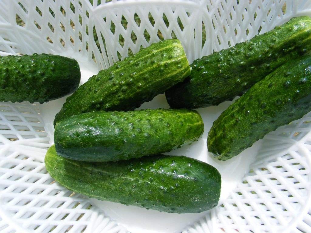 NIKA SEEDS Versatile cucumber for fresh salads and pickles