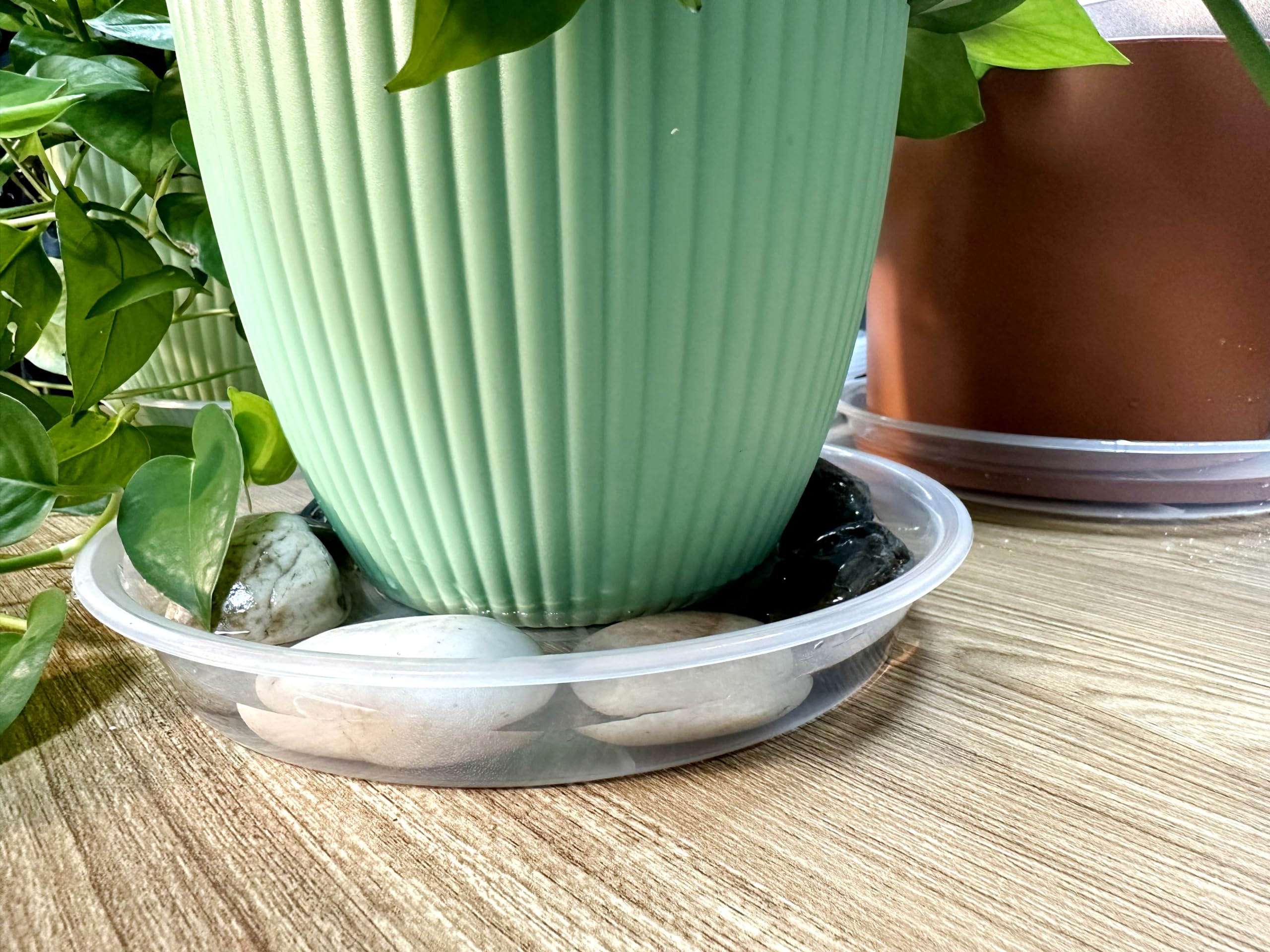 NIMYAU Clear Plant Saucer water-catch demonstrates overflow visibility