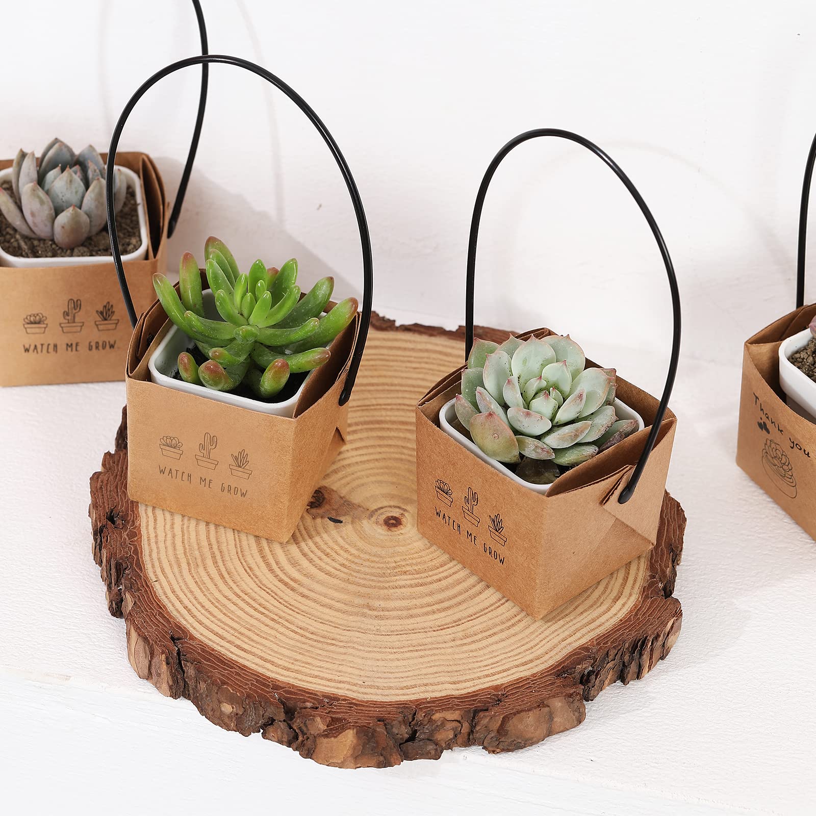 NITHECON vibrant succulent theme wrap complements party favors