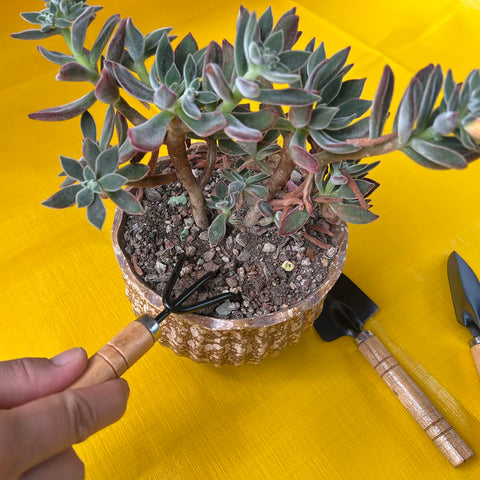 NiuXTool kid tools with ergonomic wooden handles, designed for comfortable grip and safe use