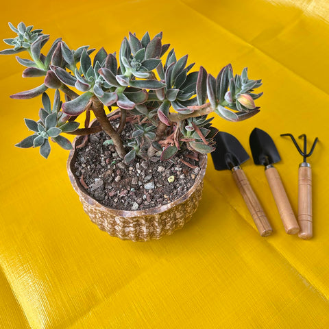 NiuXTool mini gardening tools set for kids with rake, great for light soil tasks and play
