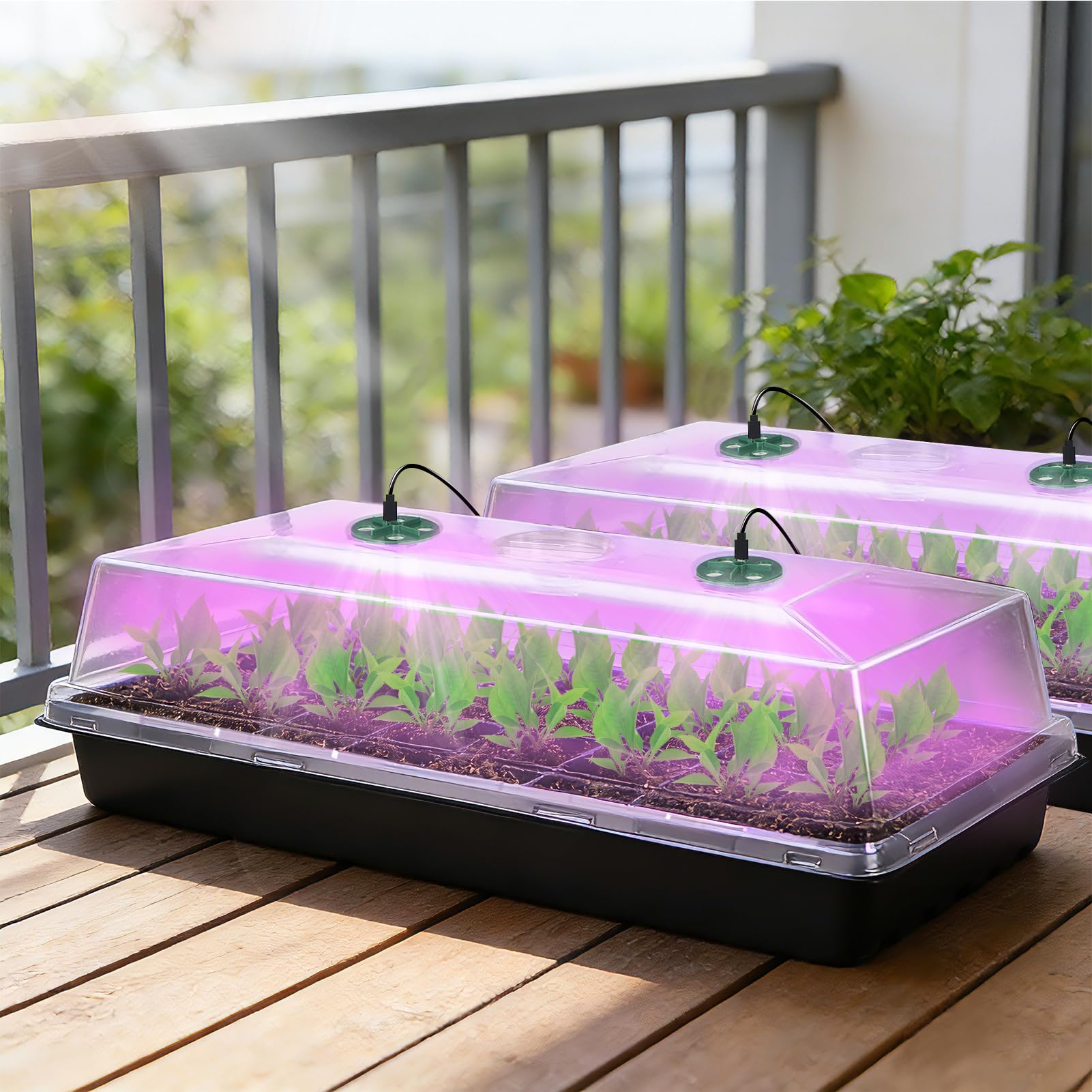 Niuyhe crystal-clear dome lets you monitor seedling growth at a glance