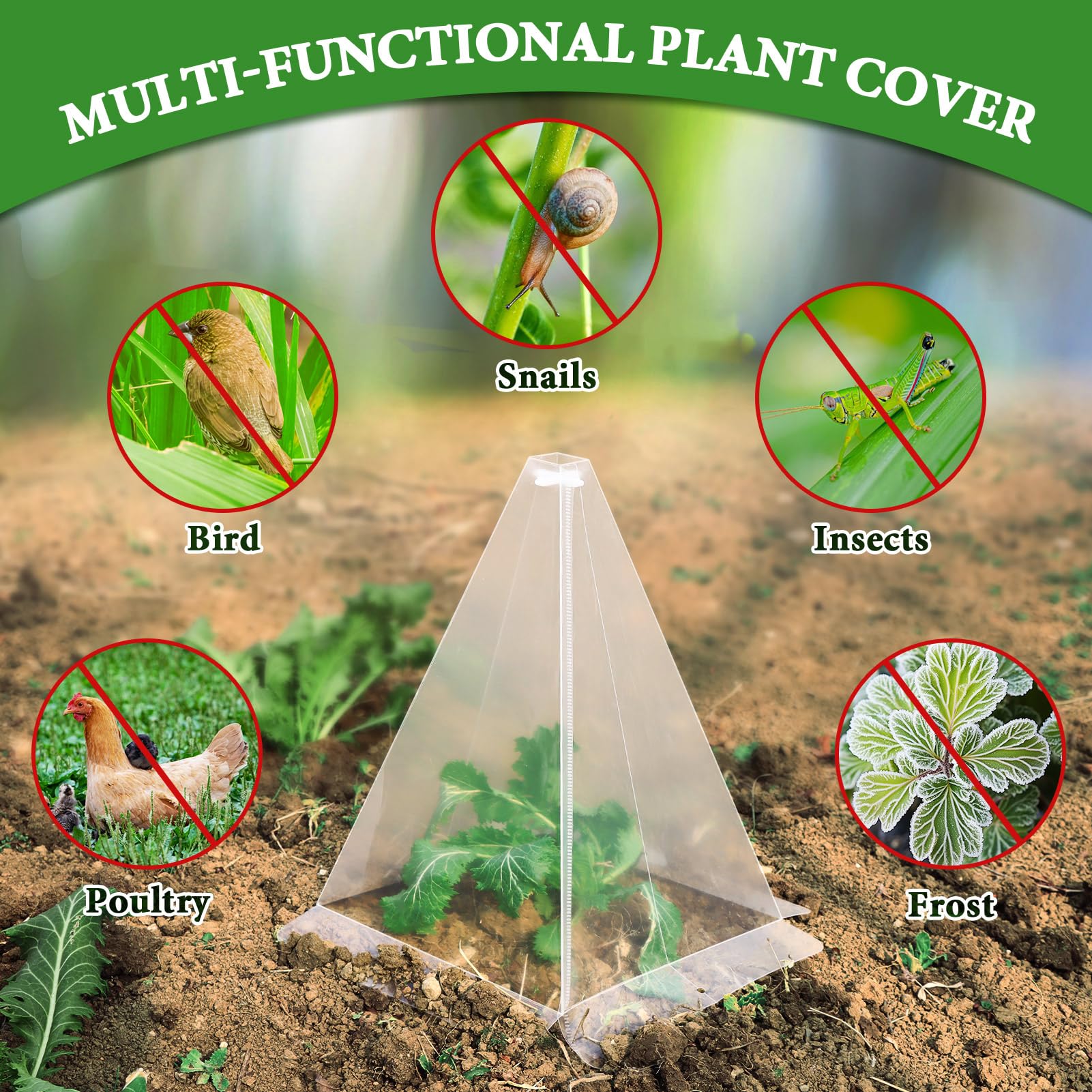 Niuyhe transparent shell lets full sun reach developing plants.