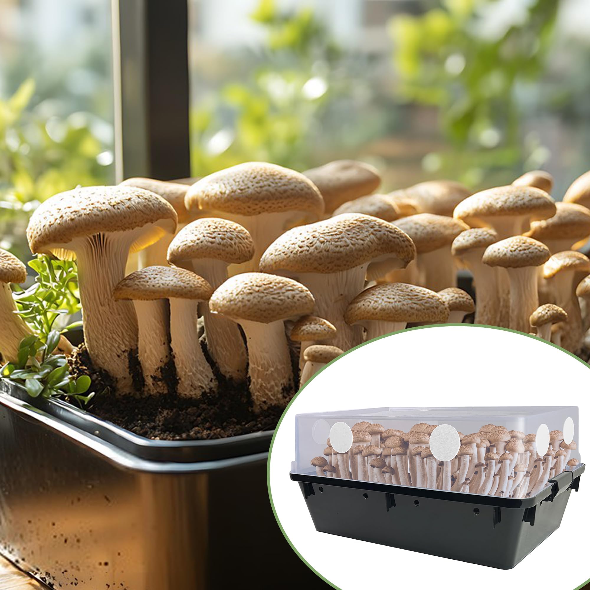 Nkiy Quen filter disk supports clean air exchange in mushroom cultivation.
