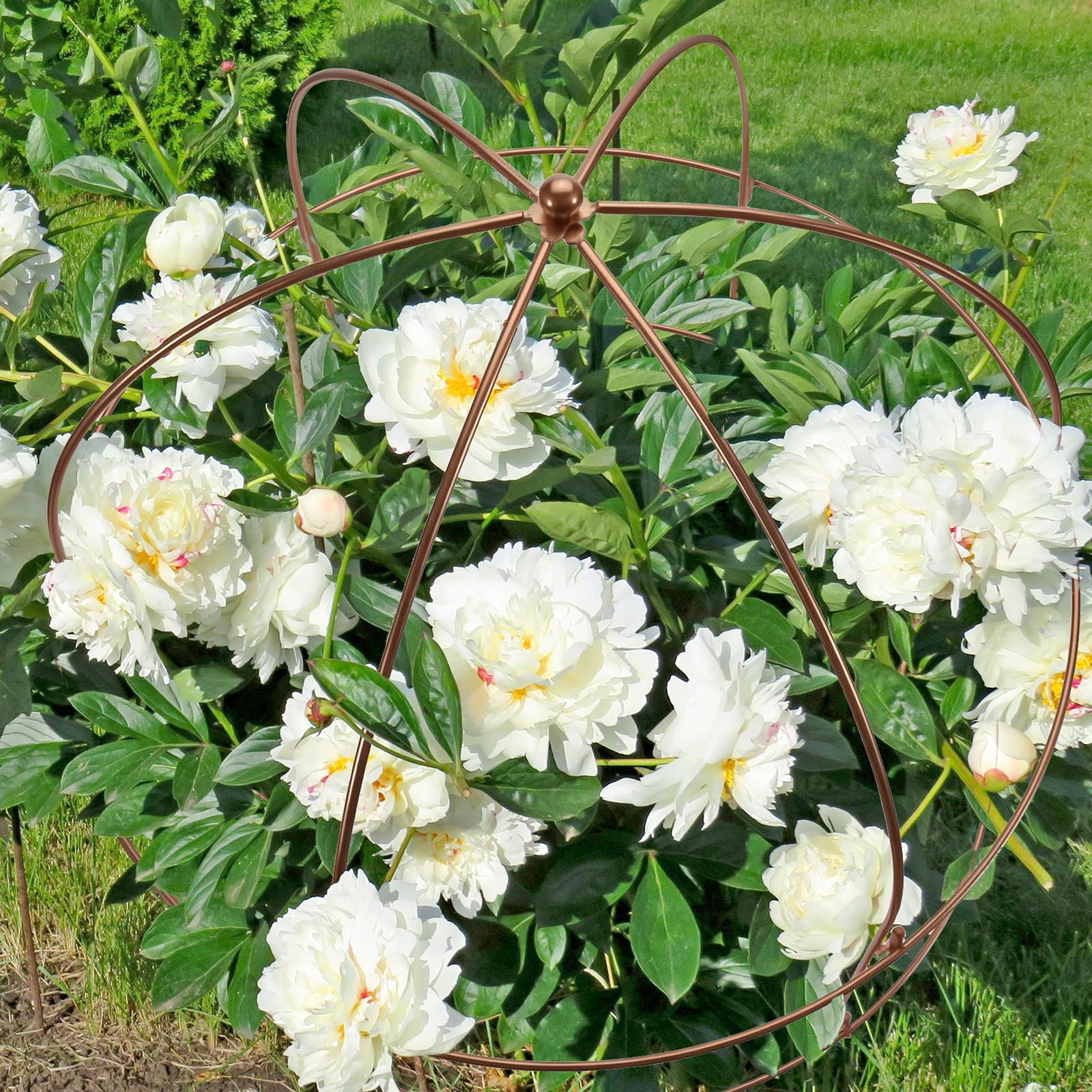 NNG multipurpose cage supports peonies, tomatoes, and climbing vines.