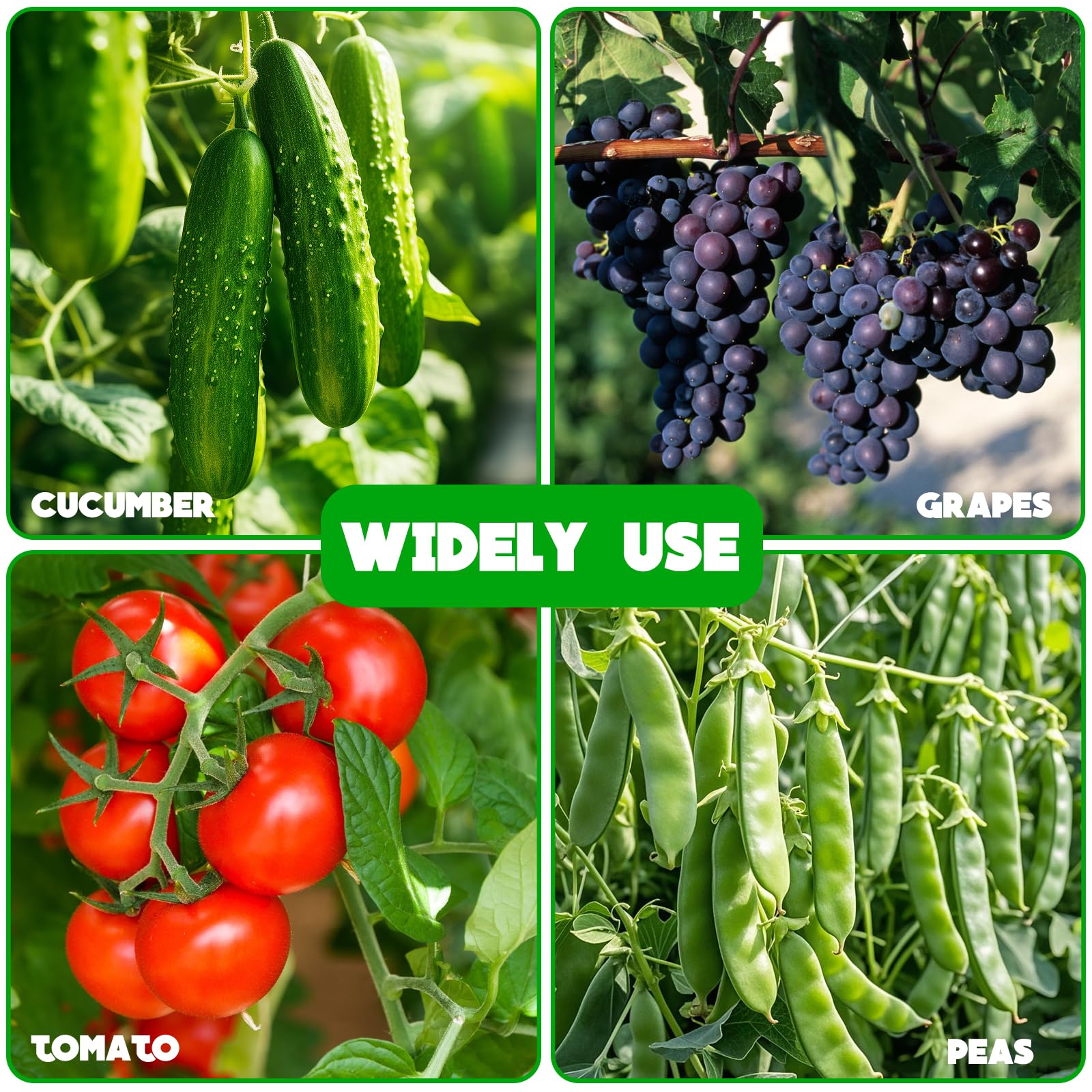 No Assembly Required Cucumber Trellis two pack for climbing vegetables