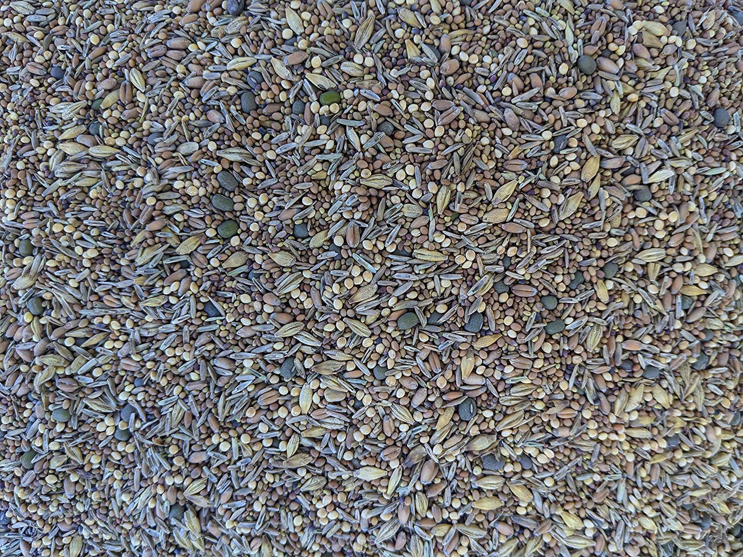 No-Till Solutions seed germination tray shows sprouting mix for indoor forage.