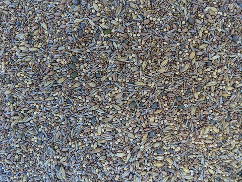 No-Till Solutions seed germination tray shows sprouting mix for indoor forage.