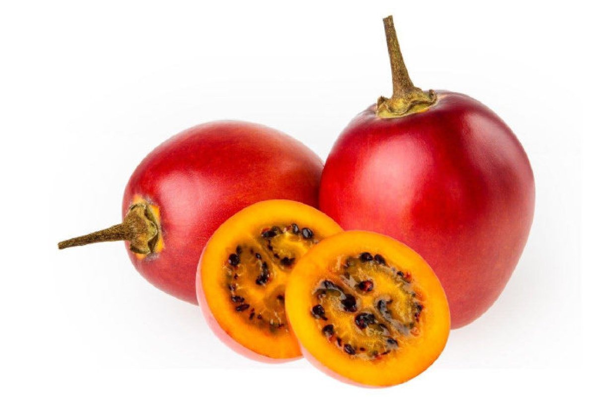 Noah's Seed Depository tamarillo seedling care image suggests easy propagation and future harvest.