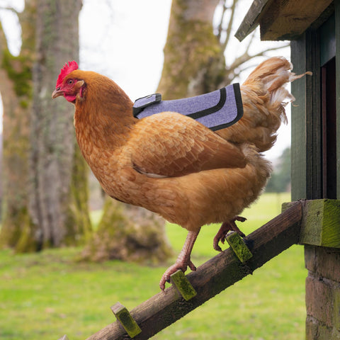Noamus lightweight oxford fabric keeps birds cool and unburdened.