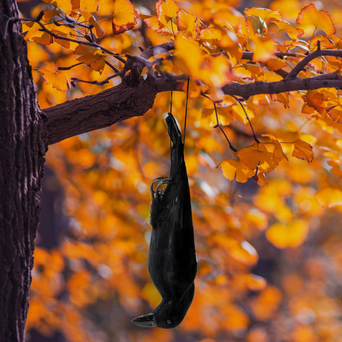 Noamus crow photo-prop suits themed shoots and creative photography.