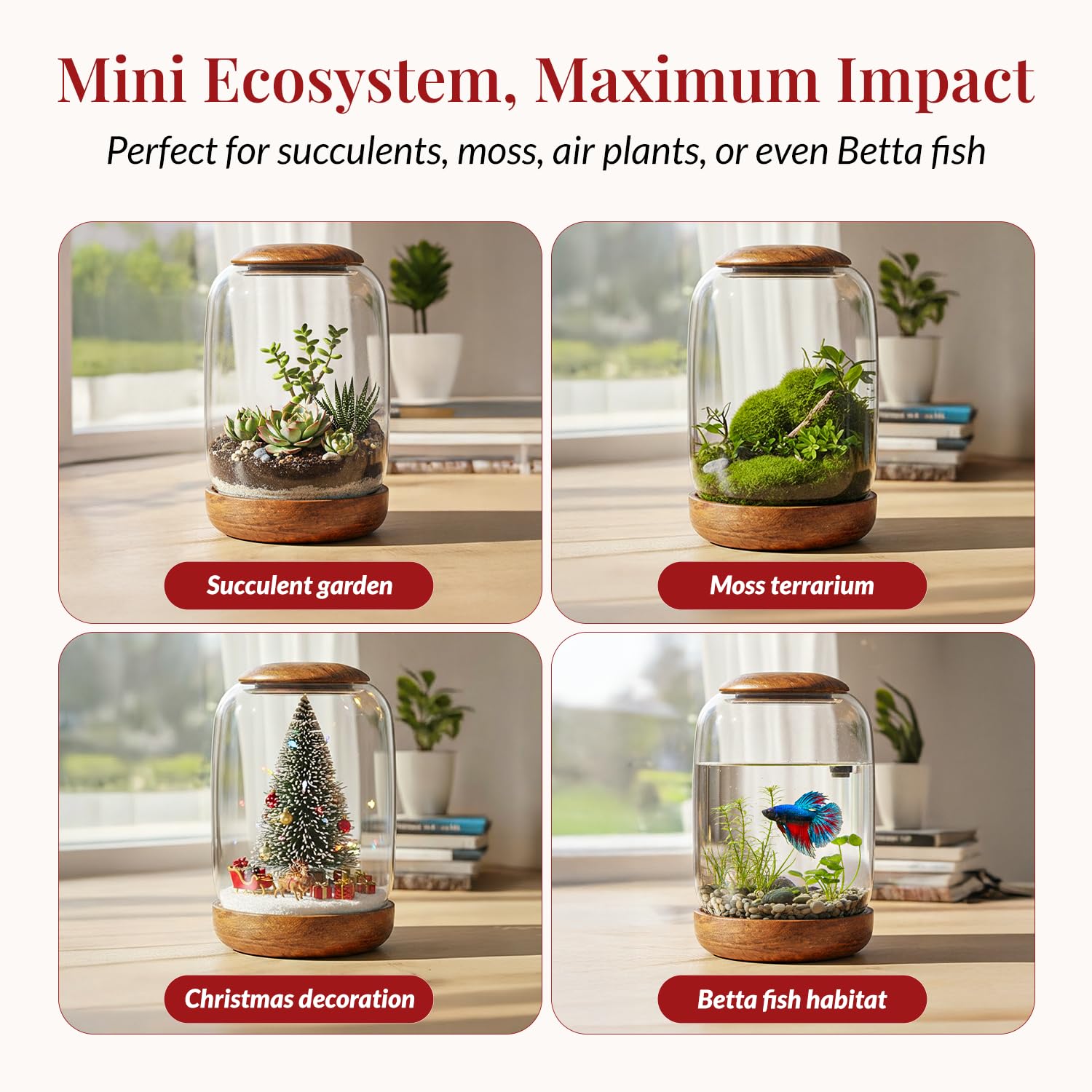 NoctisCorvus air plant display inside modern glass case