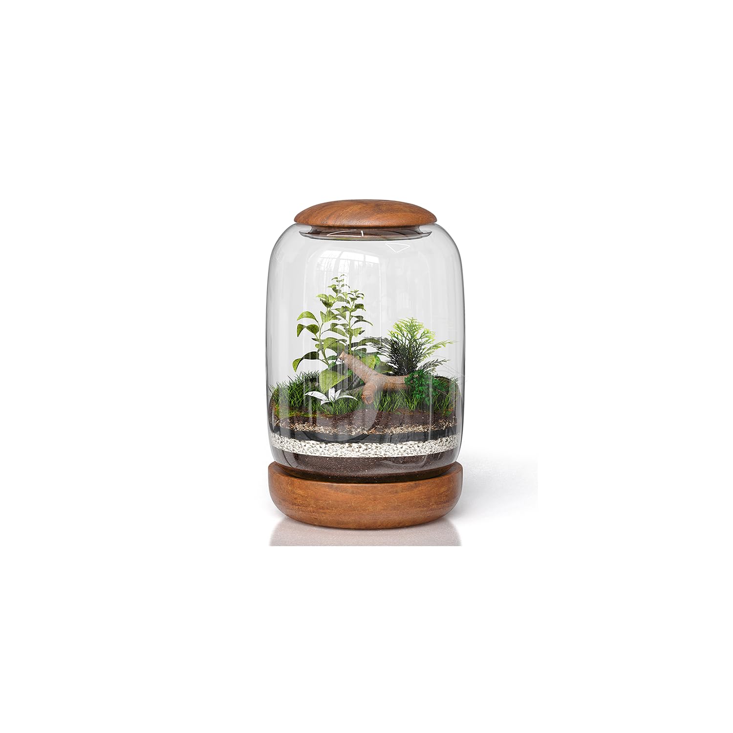 NoctisCorvus glass terrarium with wooden lid for elegant display
