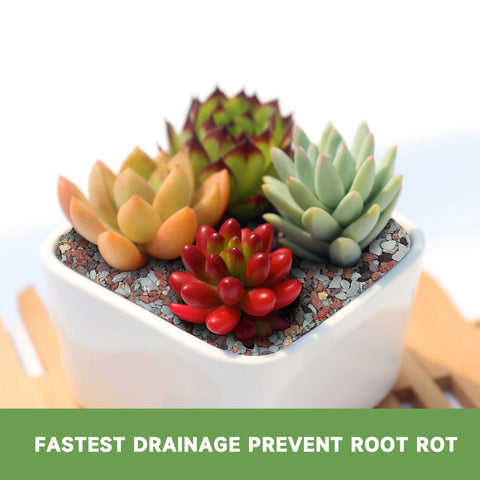 NOHOBE green zeolite crystals boost mineral balance for thriving terrariums